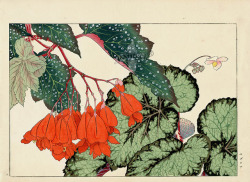 indigodreams:Tanigami Konan Western Flower  1917