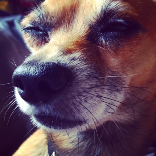 My other happiness #dogsofinstagram #chihuahua #garbanzo #mybeaner