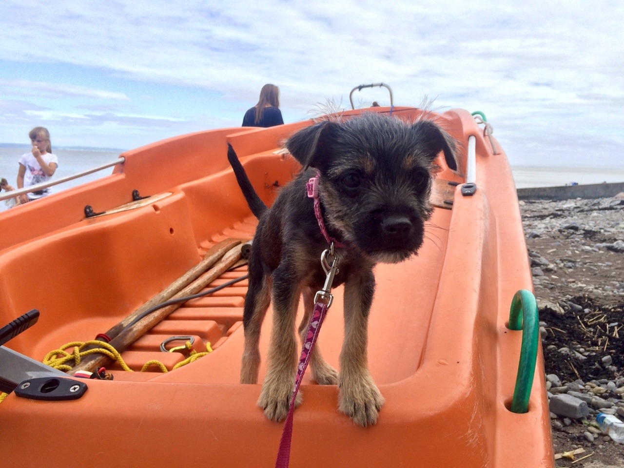 handsomedogs:  Tess, border terrier, 13 weeks old :)