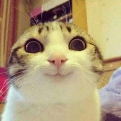 Me, Not Totally Thinking About A Potential Oneshot Of Jalala And Rinor Having Lesbian Sex: