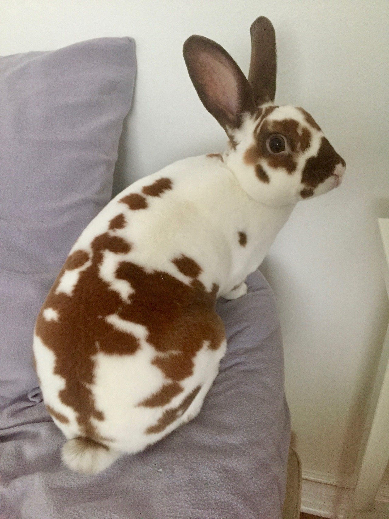 cosmic&ndash;jellyfish: yesiamspock:  Winston the Bun – a compilation   @dustidustbunni