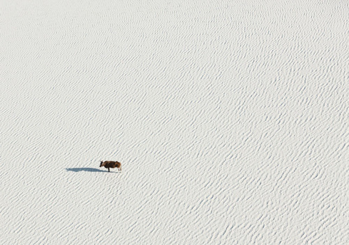 ボツワナのパステルカラーの大地に暮らす野生の動物達の空撮写真 : ギズモード・ジャパン