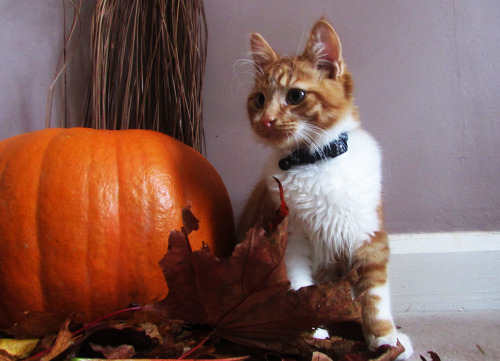 thecutestofthecute:Two little pumpkins, just in time for Halloween!Thank you nuggetofgould 