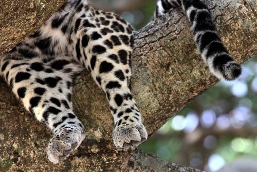 phototoartguy:  Paws and tail 😼 ☛ http://bit.ly/1ICRYTu ☛ New Photography from MZ Images - Nature & Wildlife