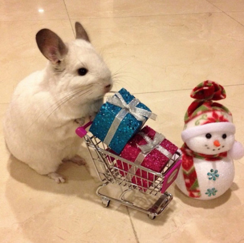 catsbeaversandducks:  Last Minute Shopping! porn pictures