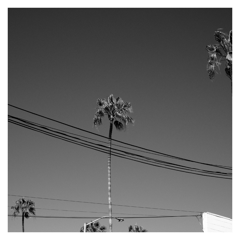 stephengillette:San Clemente Palm. San Clemente, California, February 24, 2018.