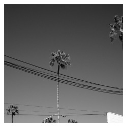 stephengillette:San Clemente Palm. San Clemente,