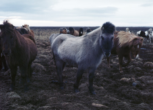 Photographer : Kate Molenkamp. Iceland.