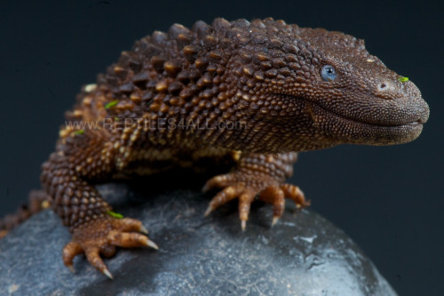 thepredatorblog:  crotalinae:  ftcreature:The prickly Borneo Earless Monitor was first described in 1878 but don’t feel bad if you haven’t heard of it before then. You haven’t been living under a rock, but the Earless Monitor has! You see, the lizard
