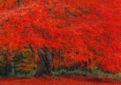 Landscapelifescape:  Hulne Park, Northumberland, England Hulne Park Autumn By Newcastlemale