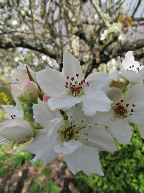 Invitation to bees: Please come pollinate my enormous tree so there will be lovely, luscious Asian p