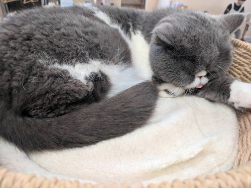 dailyblep:Sleeping Blep in the cat Cafe in Japan