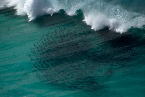 A shark guides migrating salmon into the shallows off Baxter Cliffs in Australia, April 1995.Photogr