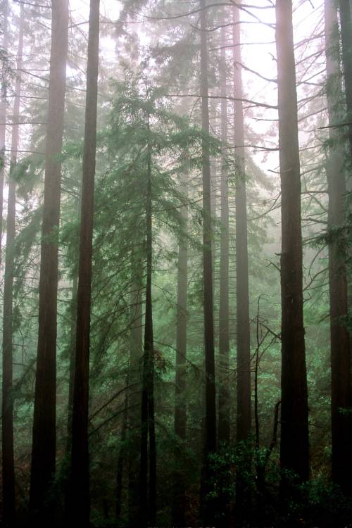 90377: Foggy-Trees-Slide-9 by Michael Gray