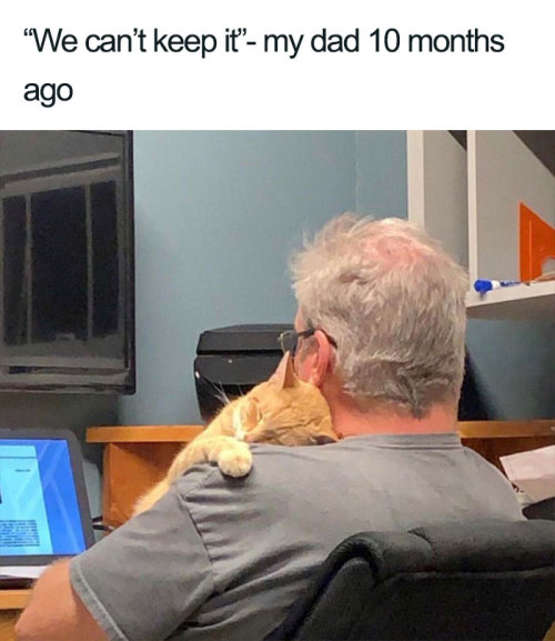 nightfall-in-winter: rubyrosettared: awesome-picz: Wholesome Cat Posts That Will Hopefully Make Y