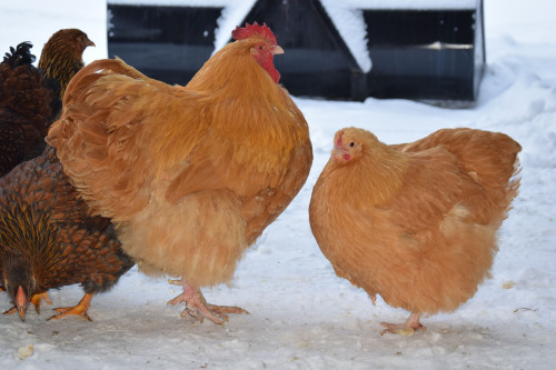chickens-and-muscovyducks:Round chickens@voidnachos