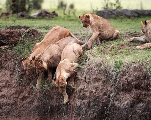 climateadaptation: wolverxne: Cliffhanger by: Jean-Francois Largot - Masai Mara game reserve, K