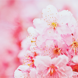ryeou:  sakura (by 紅襪熊) 