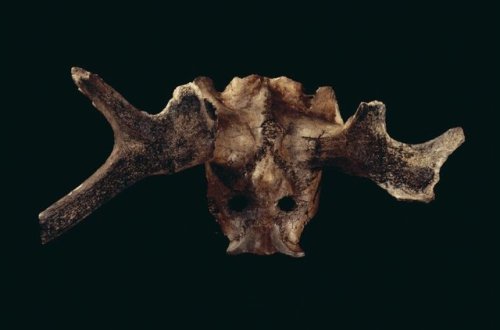 Red deer antler mask from the Mesolithic site of Star Carr (NorthYorkshire, c. 11,000 years ago).Thi