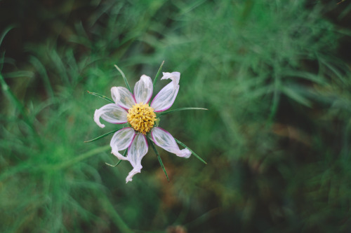 common cosmos