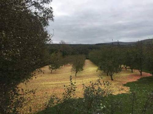 jonsnowboard: That would make a lot of cider!   A flood gathered all the fallen apples in the Bulmers’ orchard in Co Tipperary after last week’s hurricane.   Credit: Tony Egan 