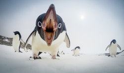 earthlynation:    When Penguins Attack PHOTOGRAPH