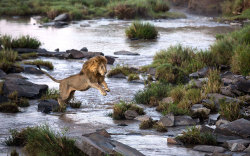 funnywildlife:    A lion takes a leap in