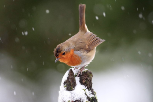 nubbsgalore:  photos by mike segar, tom preddy, richard bowler, aubrey meffray, cheryl baxter, nikographer, richard austin and david duprey. click pic for birds. (more animals in winter) 