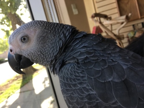 novemberandmisfit: HELP! If you are in the Madison Wisconsin area, Misfit has flown outside. We are 