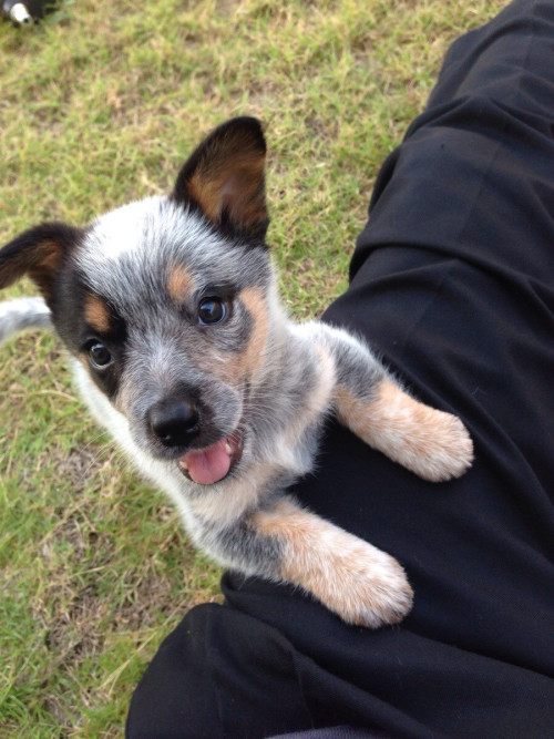 Daddys Princess Wolf