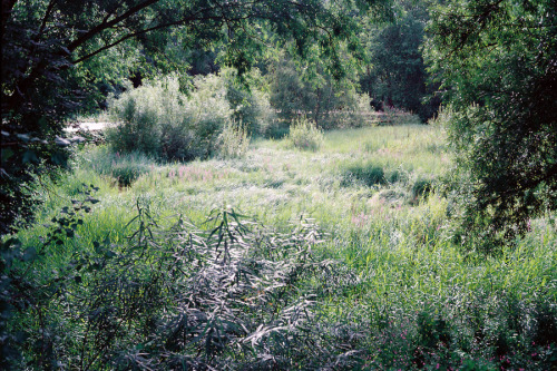 Expired film. Taken years ago whilst meandering through Walthamstow Marshes on my bike. The next day