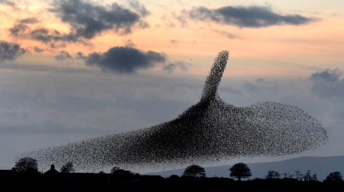 natvrist:staceythinx:Photographer Owen Humphreys captured these images of starling murmurations near