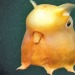 tonysopranobignaturals:tonysopranobignaturals:people think of the blobfish as the