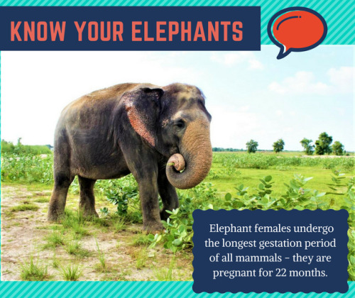  Here’s something to learn about #Elephants from #WildlifeSOS’ fact book!