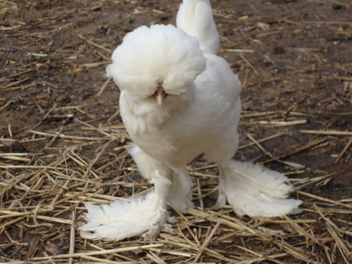 tarir golden chicken tarir golden chicken
