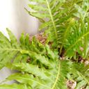 eiliesplants - eilies plant's 🌿