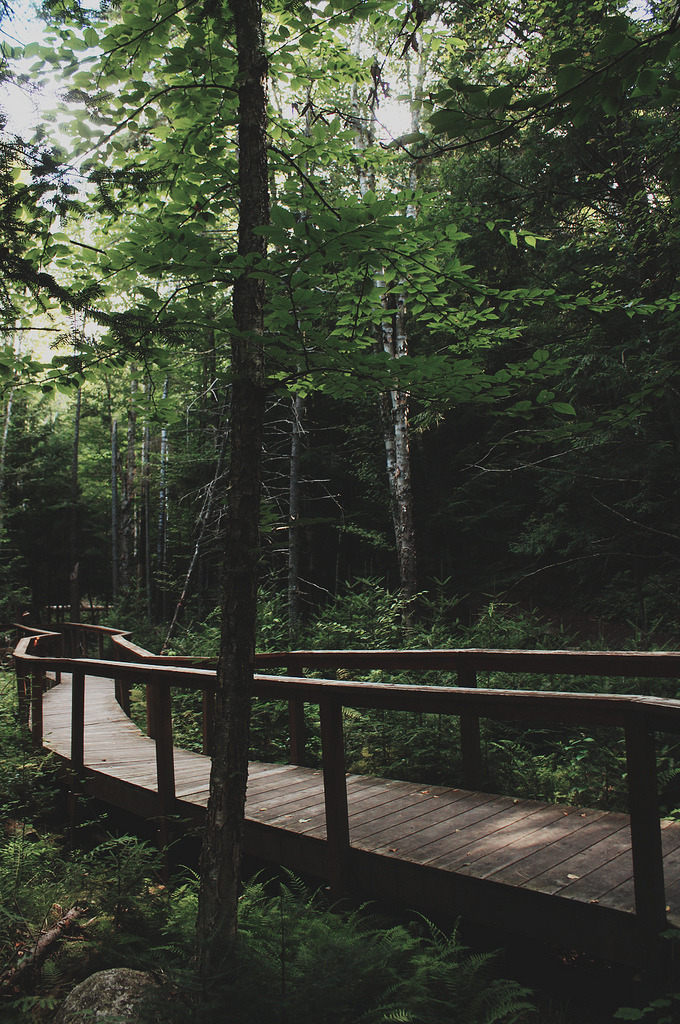 brutalgeneration:  Nature trail (by Emily Boyer Photography) 
