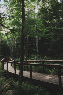 pikxchu:Nature trail by Emily Lauren Boyer