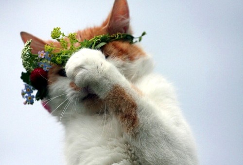 mostlycatsmostly:World’s Shortest Photoshoot (via Kathrin K. und Kötis)