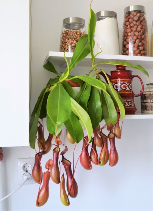 allthingssoulful-garden: Look at this gorgeous pitcher plant!  It was a ‘last day of classes’ gift f