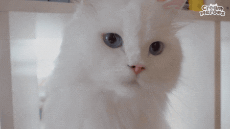 luv-cat:chasing coco x