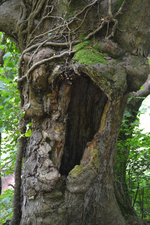 strange old tree