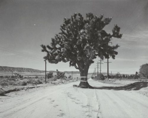 nemfrog:  A Joshua Tree in the middle of a desert road. n.d.