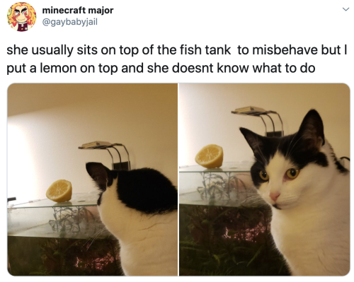 justcatposts:(via)