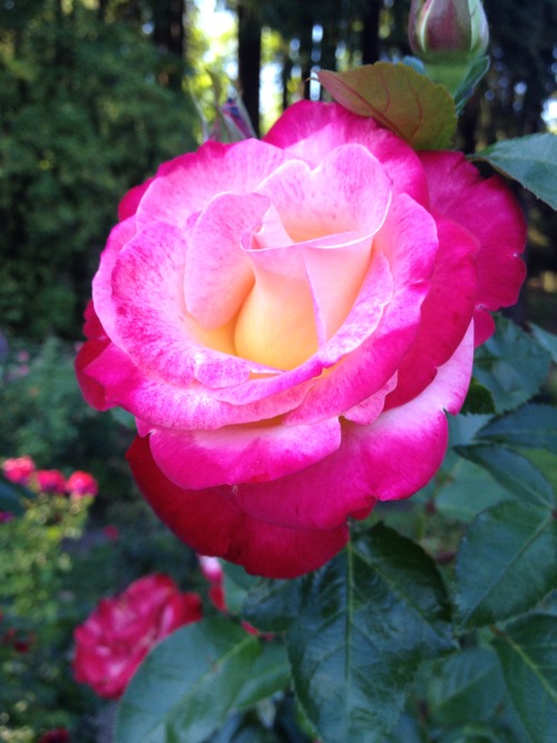 portland rose garden