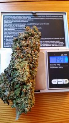 reddlr-trees:  half ounce nug