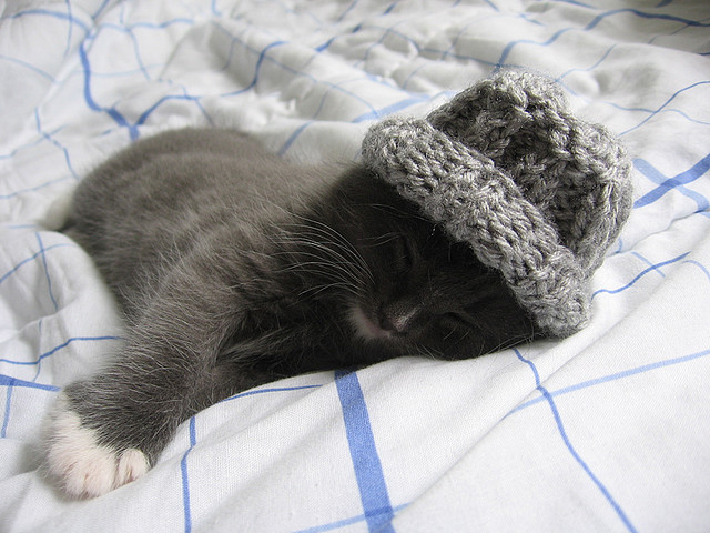 catsbeaversandducks:  Ludwig and his hat. Photos by ©Christie Michelle 