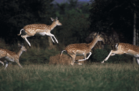 a group of irish fallow deer 