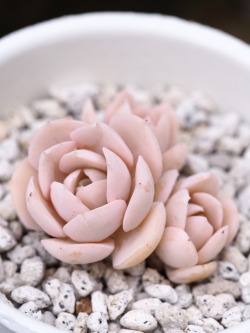 markunsan: Echeveria runyonii