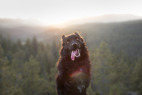 souldogstudios:Mountain Mudis! @atomicbombasticSoul Dog Studios / FacebookParamount pet photography 